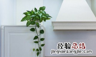 凤尾竹叶子干巴巴怎么办 凤尾竹叶子耷拉下来怎么办