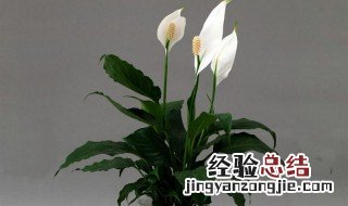 玻璃花瓶适合养哪些花 三种最适合玻璃瓶花瓶养的植物