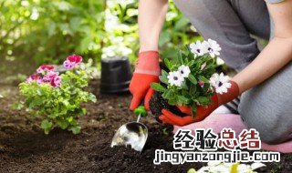 碧根果北方可以种植吗 北方碧根果种植基地