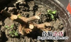 玫瑰花根怎么种植 玫瑰老根种植方法