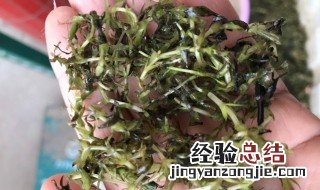 虾塘种草方法 有什么种植的技巧