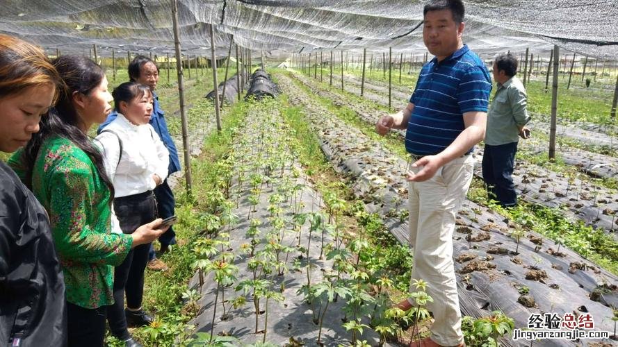 重楼的养殖方法和注意事项