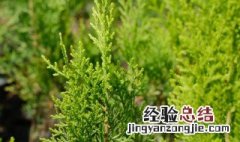 银杏为什么是裸子植物 什么是裸子植物