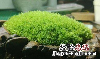 养苔藓对人有害吗苔藓该怎么养 养苔藓植物