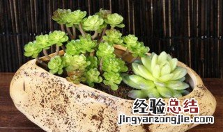 花盆表面铺石子好吗图片 花盆表面铺石子好吗