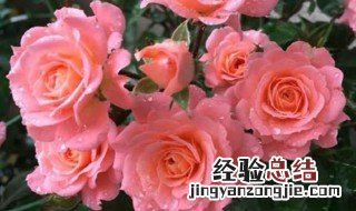 四季红木香月季四季开花吗图片大全 四季红木香月季四季开花吗
