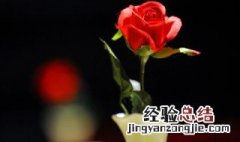 玫瑰花怎么盆栽? 玫瑰花怎么盆栽