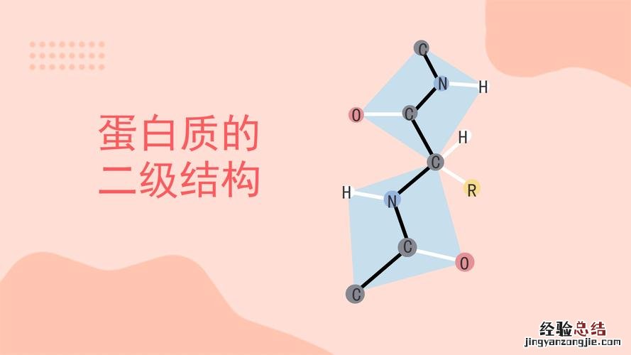蛋白质二级结构包括哪些类型