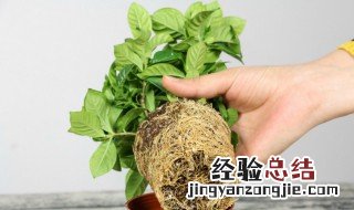 栀子花移盆后叶子都枯萎了怎么办视频 栀子花移盆后叶子都枯萎了怎么办