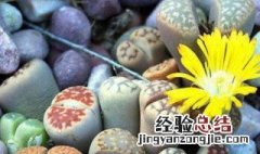 怎么养生石花 养生石花方法