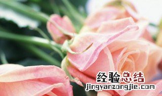 玫瑰插花的保鲜技巧有哪些 玫瑰插花的保鲜技巧