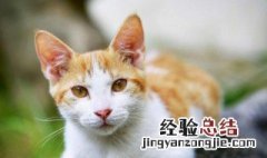 开车压到猫有什么预兆 关于开车压到猫有什么预兆