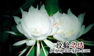 家里养昙花有什么预兆 家里养昙花有哪些预兆呢