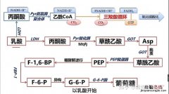 固定化酶的实质是什么