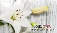 生宝宝送什么花适合 适合送的花介绍