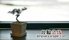 不适合放在客厅的植物 为什么不能放呢