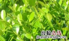 瓜子黄杨掉叶子怎么回事 瓜子黄杨叶子出现枯萎怎么办