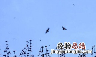 燕子聚集有什么兆头 关于燕子聚集有什么兆头