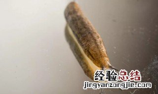 鼻涕虫能钓鱼吗 鼻涕虫能钓鱼的