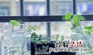 狗牙花的养护要点 狗牙花的养殖方法和注意事项