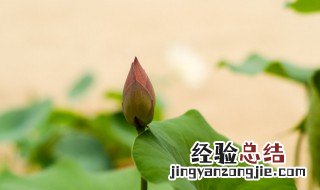 莲花养殖有什么注意的 莲花养殖技术