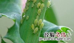 醋可以去除蚜虫吗 如何快速去除蚜虫