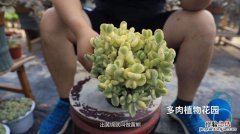 熊童子掉叶子怎么办