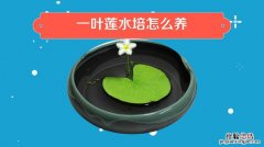 水培植物怎么养