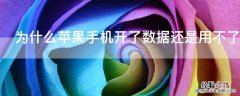 为什么iPhone手机开了数据还是用不了