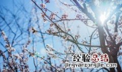 铁兰花养殖方法和注意事项 铁梅花的养殖方法和注意事项