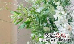 雪绒花盆栽 雪绒花的养殖方法和注意事项