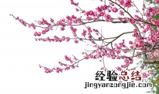 梅花树苗怎么养护 梅花树养殖方法和注意事项