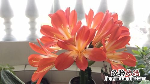 花中君子指什么意思