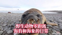 海狮海象海豹区别