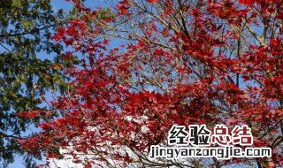 红枫和鸡爪槭价格高低 鸡爪槭和红枫哪个贵二者有什么区别