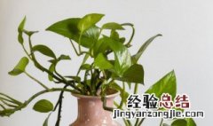 什么花好看又好养室内 什么室内花卉好看又好养