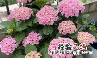 绣球花可以放室内吗? 绣球花能放室内吗