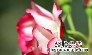 老来俏在室内养好不好 老来俏花能在室内养吗