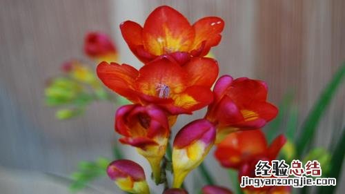十二种招财花