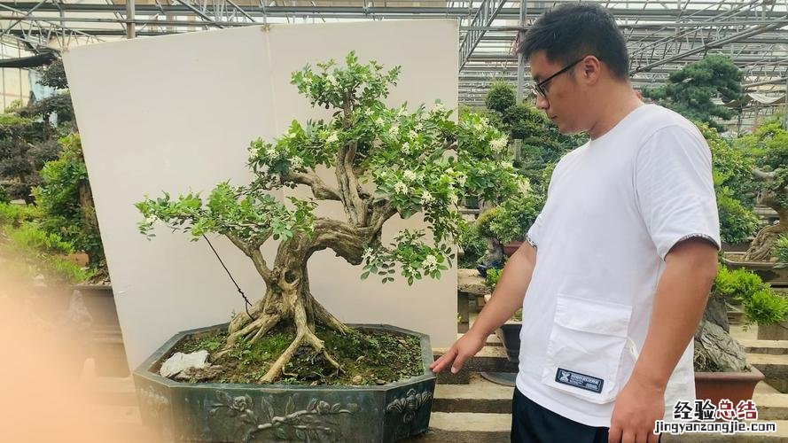 九里香盆景的制作方法