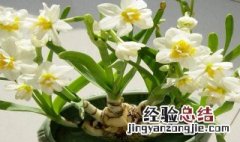 养殖水仙花的注意事项是什么 水仙花的栽培及注意事项