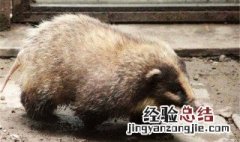 猪獾怎么养 猪獾养殖要注意什么