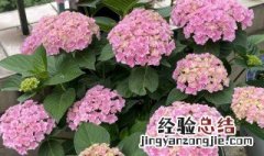 绣球花能不能养在室内 绣球花可以养在室内吗