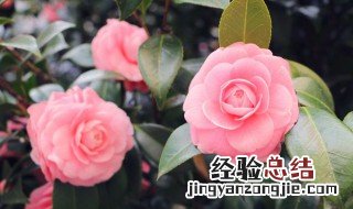 五月份芍药花好盆栽吗 五月份芍药花好盆栽吗