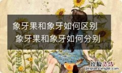 象牙果和象牙如何区别 象牙果和象牙如何分别