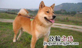 柴犬公狗求偶的症状 公柴犬可以做绝育手术吗