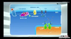 举例说明酶的竞争性抑制应用意义