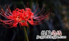 彼岸花花语是什么 彼岸花花语介绍