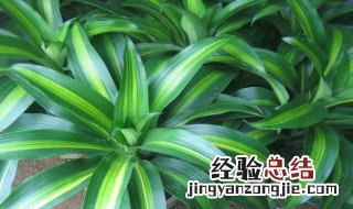 室内适合的植物 适合室内的健康植物有什么