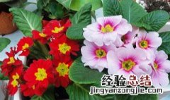 有什么花的名字 花的名字介绍